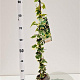 Hedera hel. 'Goldchild' 70-80 cm rozenpot 2L