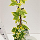 Hedera hel. 'Goldchild' 70-80 cm rozenpot 2L