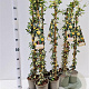 Hedera hel. 'Goldheart' 70-80 cm rozenpot 2L