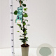 Hedera hel. 'Green Ripple' 70-80 cm rozenpot 2L