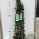 Hedera hibernica 100-125 cm 2,5L