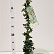 Hedera hel. 'Ivalace' 70-80 cm rozenpot 2L