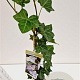 Hedera hel. 'Woerner' 70-80 cm rozenpot 2L