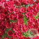 Hibiscus m. Carousel Pink Red Wine GM  P11