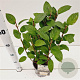 Hydrangea pan. Bobo 25-30 cm 2,5L