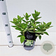 Hydrangea pan. 'Bombshell' 25-30 cm 2,5L