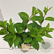 Hydrangea pan. Candlelight 30-40 cm 2,5L