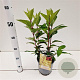 Hydrangea pan. Candlelight 30-40 cm 2,5L