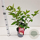 Hydrangea pan. Diamand Rouge 25-30 cm 2,5L