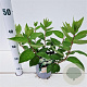 Hydrangea pan. 'Grandiflora' 30-40 cm 2,5L