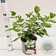 Hydrangea pan. 'Grandiflora' 30-40 cm 2,5L
