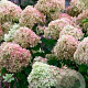 Hydrangea pan. 'Jane' 20-30 cm 3,0L
