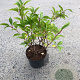 Hydrangea pan. 'Kyushu' 40-50 cm 3,0L