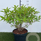 Hydrangea pan. 'Kyushu' 40-50 cm 3,0L