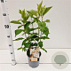 Hydrangea pan. 'Levana' 40-50 cm 2,5L