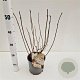 Hydrangea pan. 'Levana' 40-50 cm 2,5L