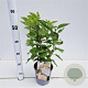 Hydrangea pan. 'Levana' 40-50 cm 2,5L