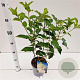 Hydrangea pan. 'Polar Bear' 30-40 cm 2,5L