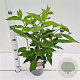 Hydrangea pan. 'Phantom' 30-40 cm 2,5L