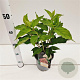 Hydrangea pan. 'Phantom' 30-40 cm 2,5L
