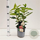 Hydrangea pan. 'Phantom' 30-40 cm 2,5L