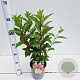 Hydrangea pan. Pinky Winky 30-40 cm 2,5L