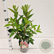Hydrangea pan. Pinky Winky 30-40 cm 2,5L