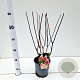 Hydrangea pan. Pinky Winky 30-40 cm 2,5L