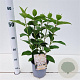 Hydrangea pan. 'Silver Dollar' 30-40 cm 2,5L