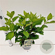 Hydrangea pan. 'Tardiva' 40-50 cm 2,5L