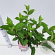 Hydrangea pan. Vanille-Fraise 30-40 cm 2,5L