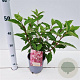 Hydrangea pan. Vanille-Fraise 30-40 cm 2,5L