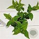 Hydrangea pan. 'White Lady' 30-40 cm 2,5L