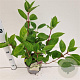 Hydrangea pan. 'Wim's Red' 25-30 cm 2,5L