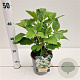 Hydrangea querc. 'Black Porch' 30-40 cm 2,5L