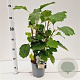 Hydrangea querc. 'Black Porch' 30-40 cm 2,5L