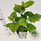 Hydrangea querc. 'Black Porch' 30-40 cm 2,5L