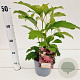 Hydrangea querc. 'Burgundy' 30-40 cm 2,5L