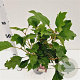 Hydrangea querc. 'Burgundy' 30-40 cm 2,5L
