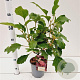 Hydrangea querc. 'Burgundy' 30-40 cm 2,5L