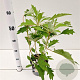 Hydrangea querc. 'HQOPR010' 30-40 cm 2,5L