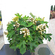 Hydrangea querc. 'Ruby Slippers' GM 2,5L