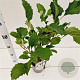 Hydrangea querc. 'Snow Giant' 30-40 cm 2,5L