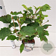 Hydrangea querc. Snow Queen 30-40 cm 2,5L