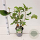 Hydrangea quercifolia 30-40 cm 2,5L