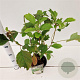 Hydrangea quercifolia 30-40 cm 2,5L