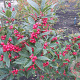 Ilex vert. 'Oosterwijk' 40-50 cm 2,5L