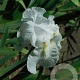 Iris (G) 'Immortality' GM P9