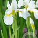 Iris sib. 'Butter and Sugar' GM P9