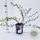 Kolkwitzia amabilis 'Pink Cloud' 30-40 cm 2,5L